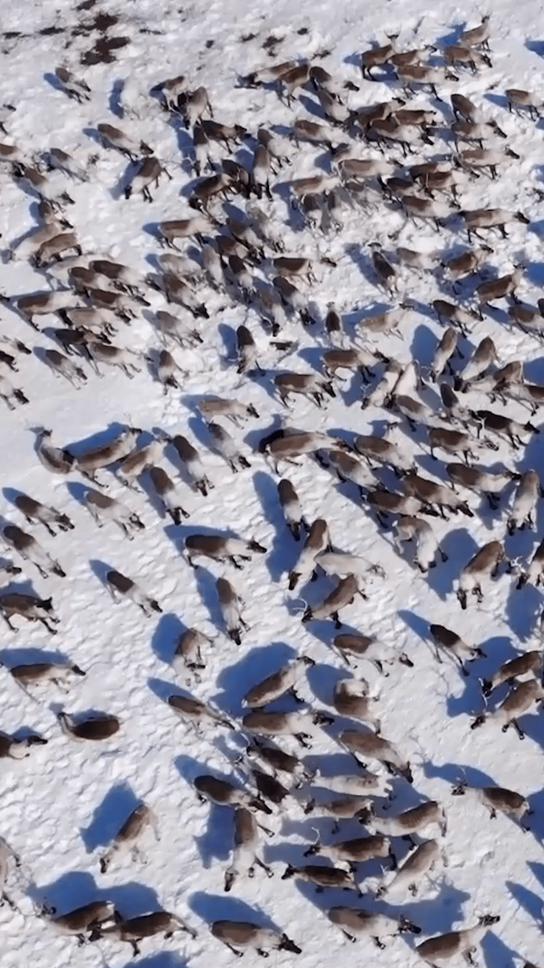 На Ямале начался сезонный перегон оленей