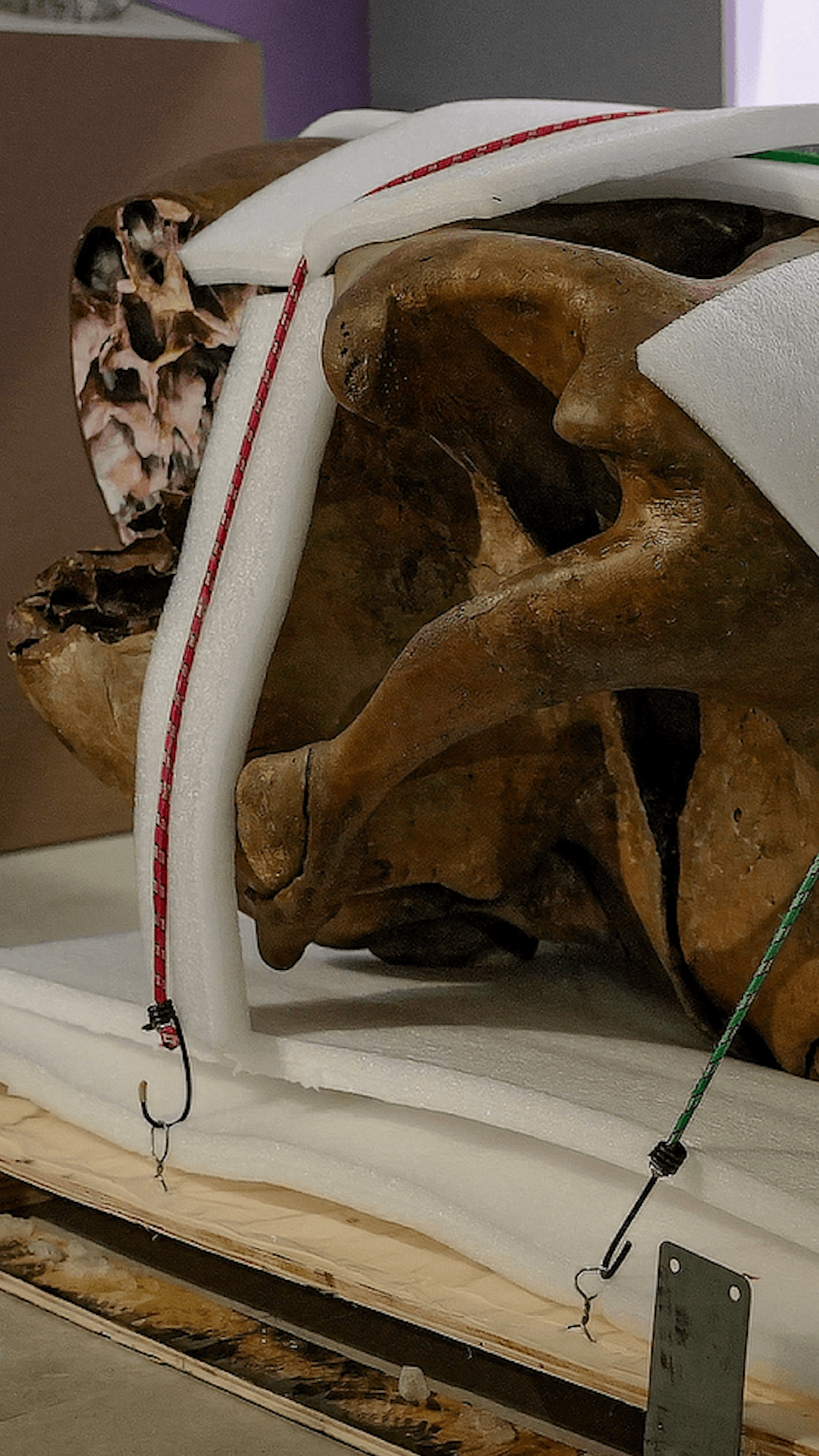 В Салехард приехал мамонт Тадибе