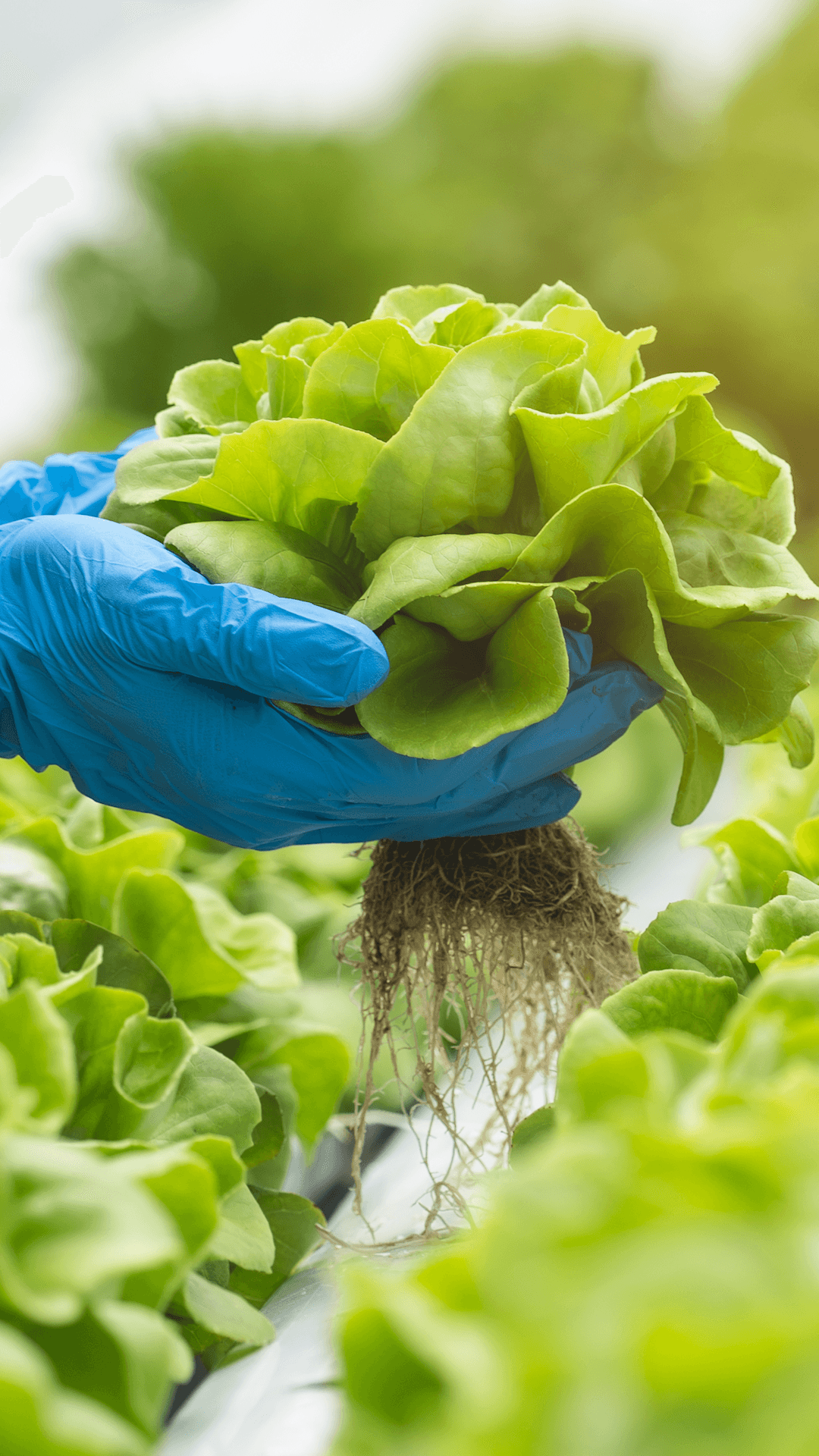 На Ямале поддержат сельхозпроизводителей