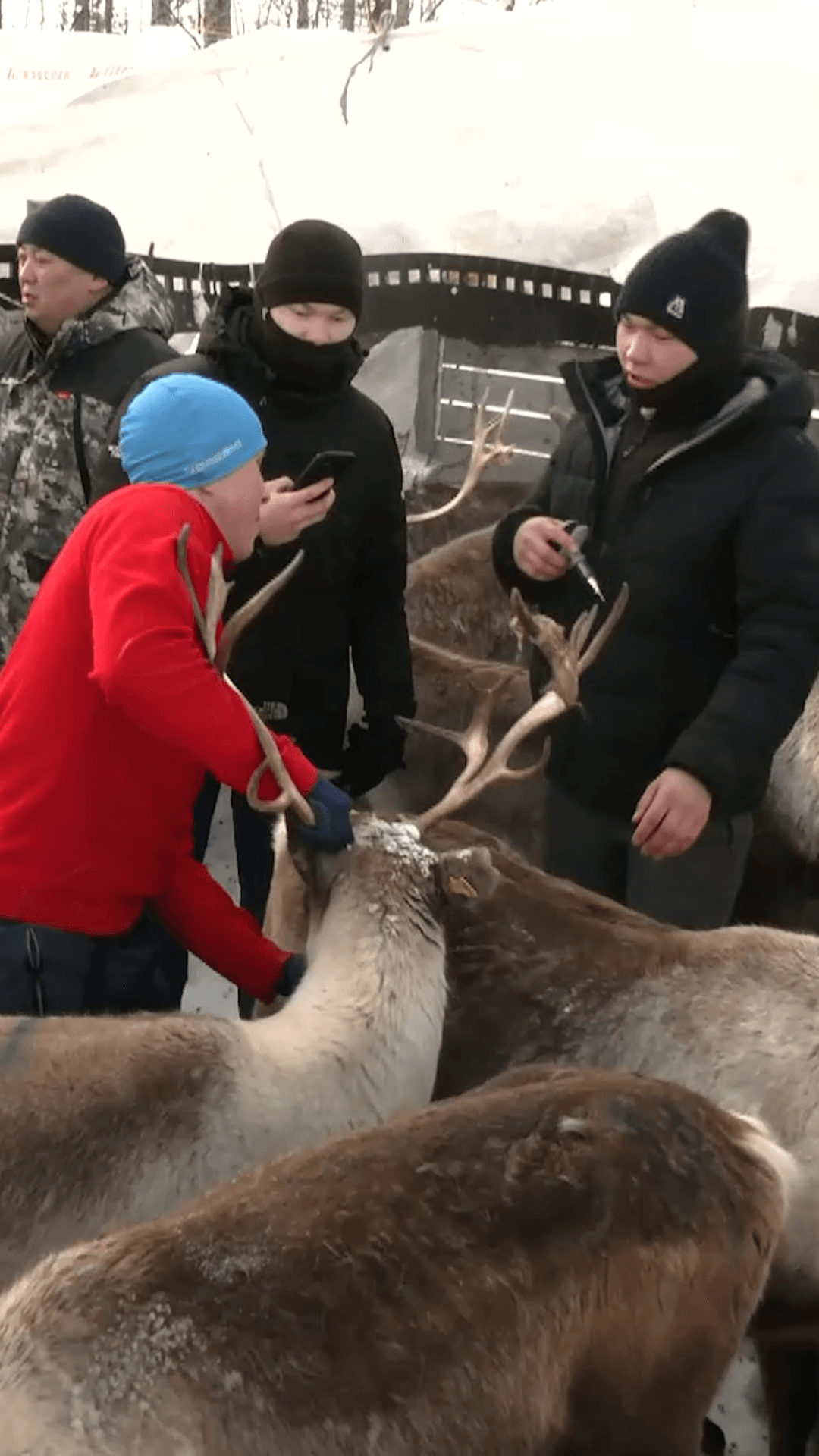 На Ямале началась иммунизация оленей