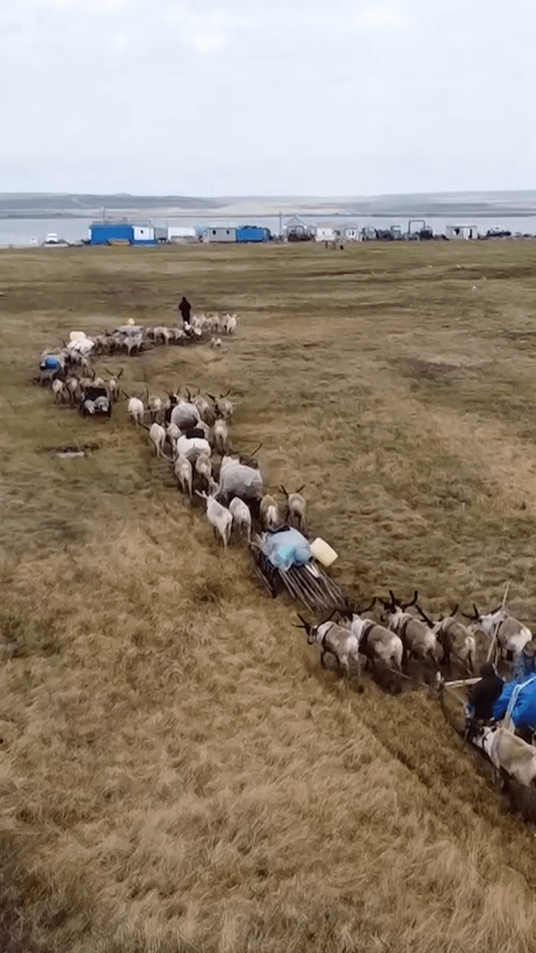 Приуральские оленеводы каслают к морю